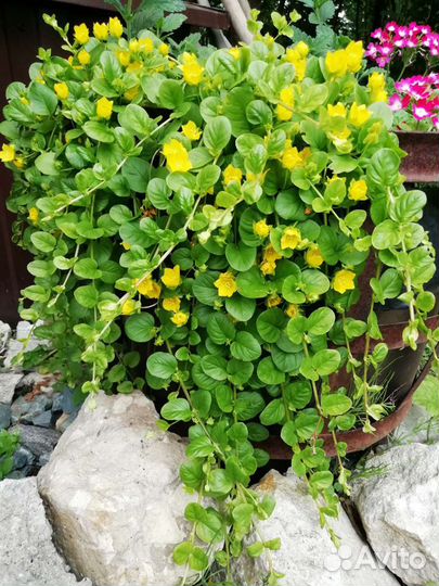 Вербейник монетчатый