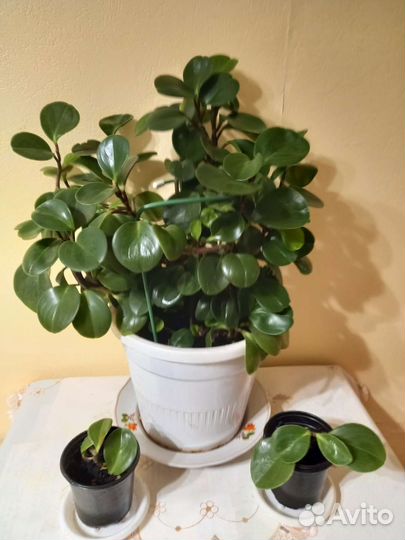 Пеперомия туполистная