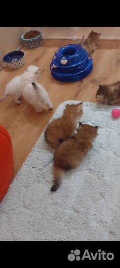 В питомнике есть свободные малыши