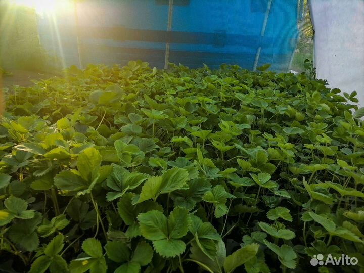 Рассада клубники