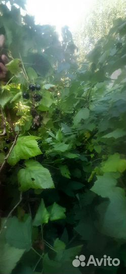 Черная смородина ягода