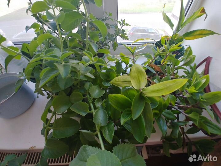 Домашние растения (детки)