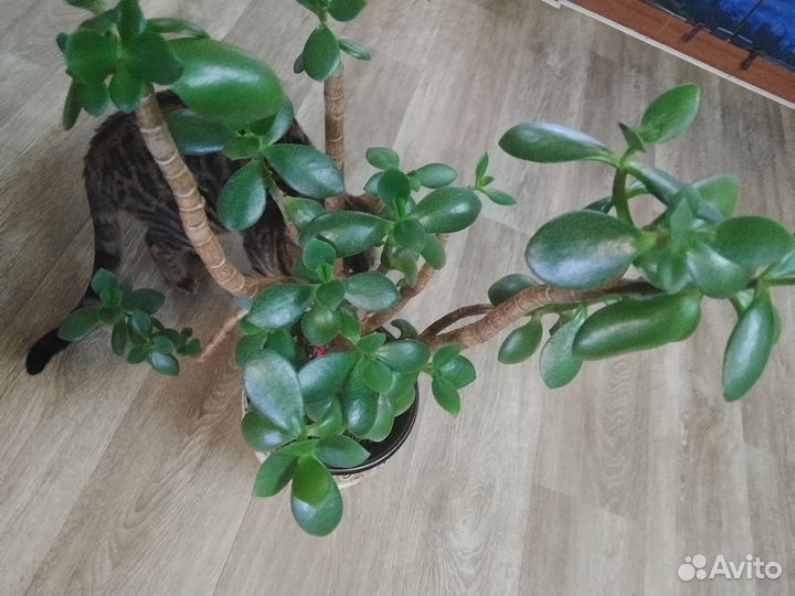 Тростянка красула для бонсая