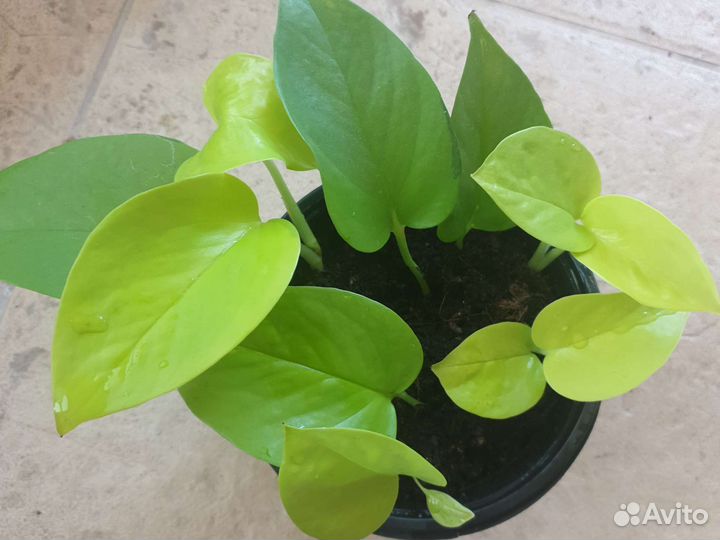 Эпипремнум неон