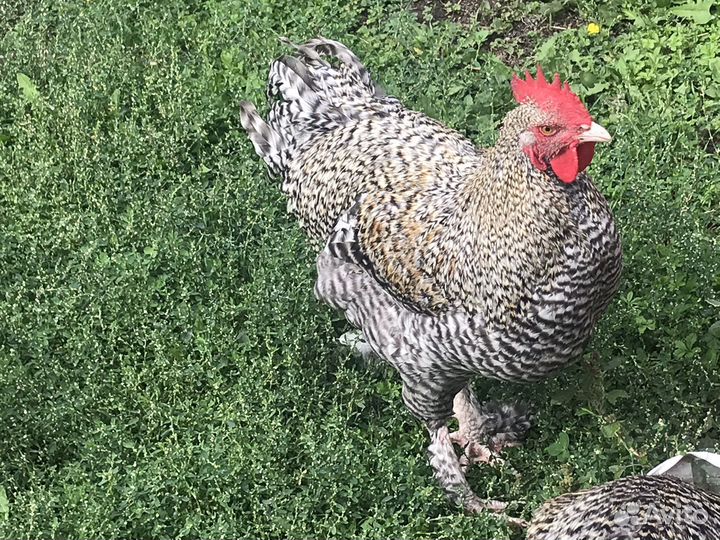 Петухи. Серебристый кукушечный маран