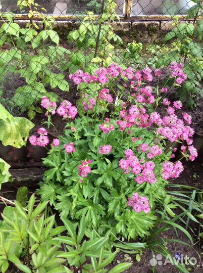 Многолетники садовые