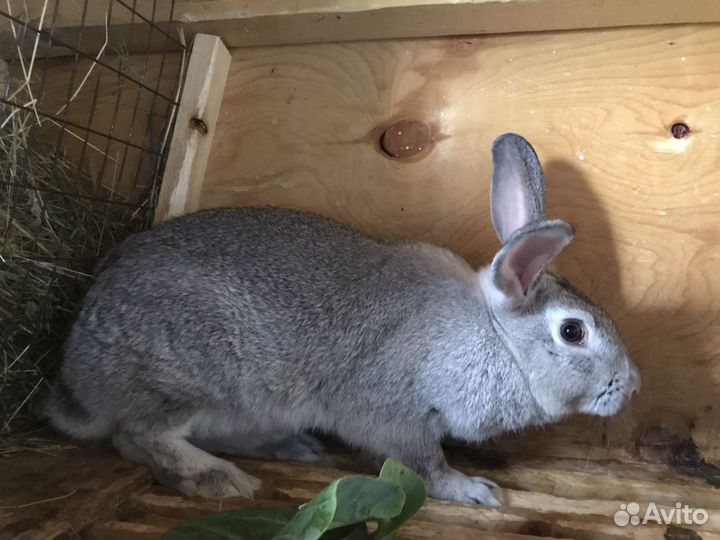 Кролики породы Советская шишнилла