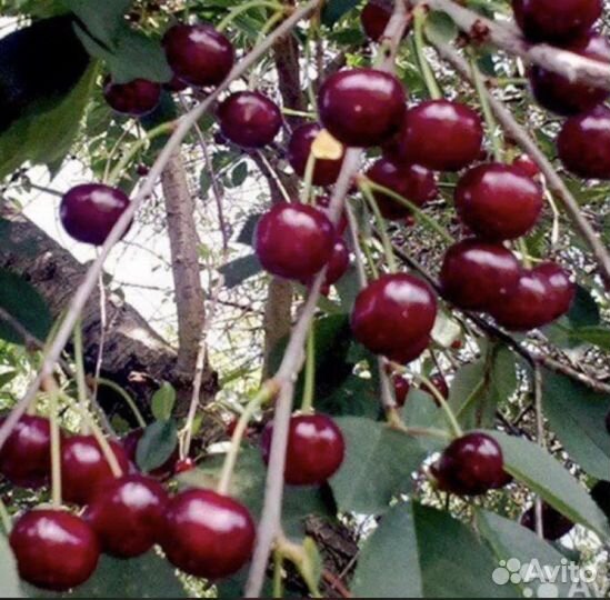 Гранат, вишня, орешник