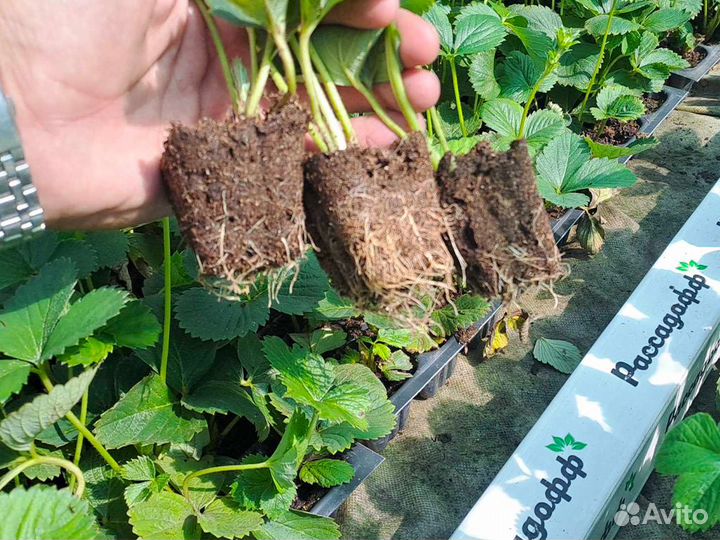 Рассада клубники. Опт от 64 шт