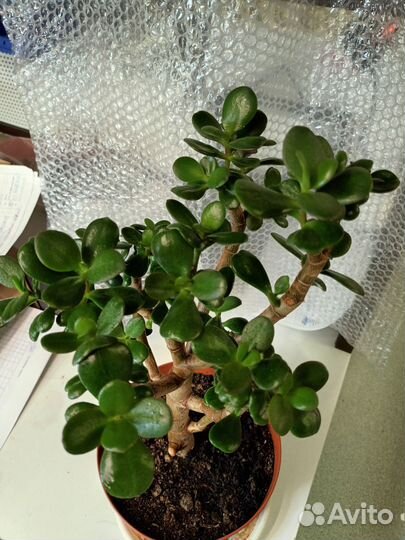 Крассула толстянка