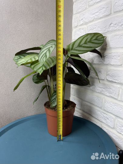 Калатея мейфлор