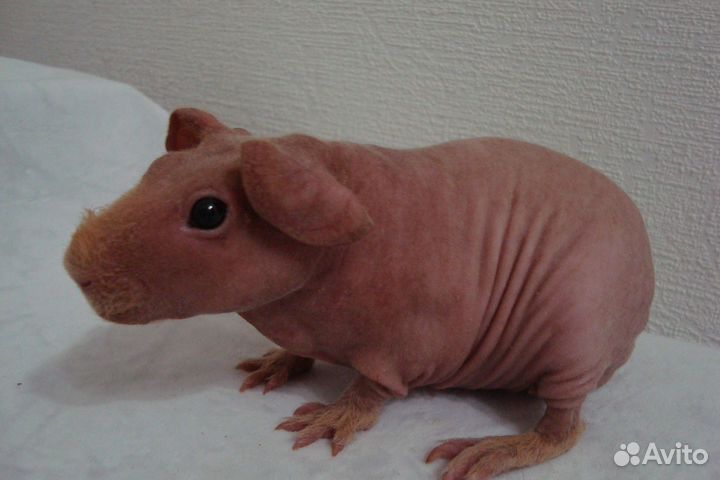 Морские свинки скинни