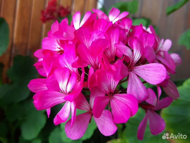 Пеларгония герань
