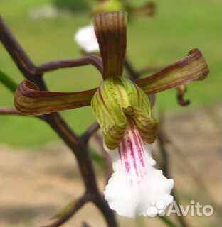 Elophia petersii орхидея суккулент