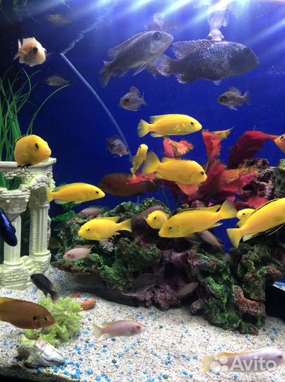 Аквариумные рыбки от 10 шт