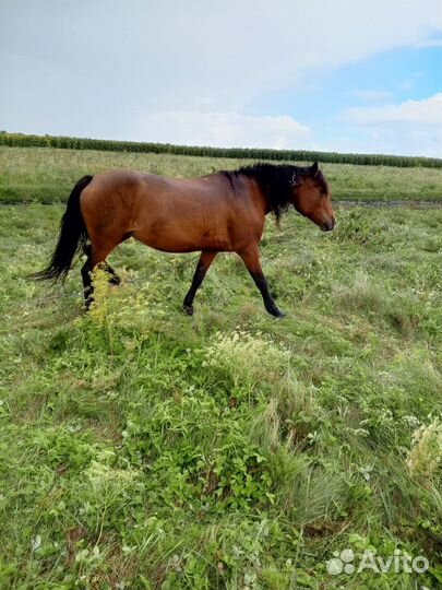 Продам кобылу