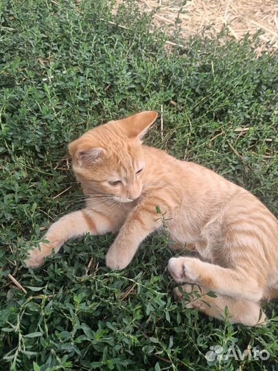 Отдадим котика в добрые руки