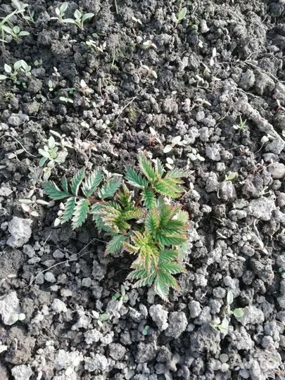 Норвежская малина (Розолистная), Оранжевая