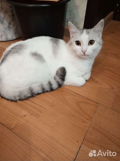 Кошка бесплатно