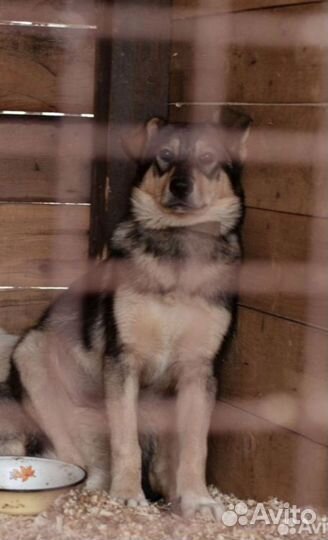 Щенок метис с овчаркой