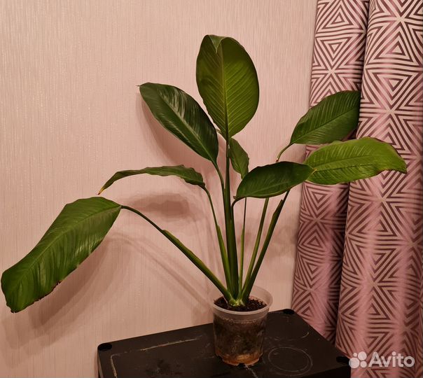 Спацифилиум, молочай, бамбук