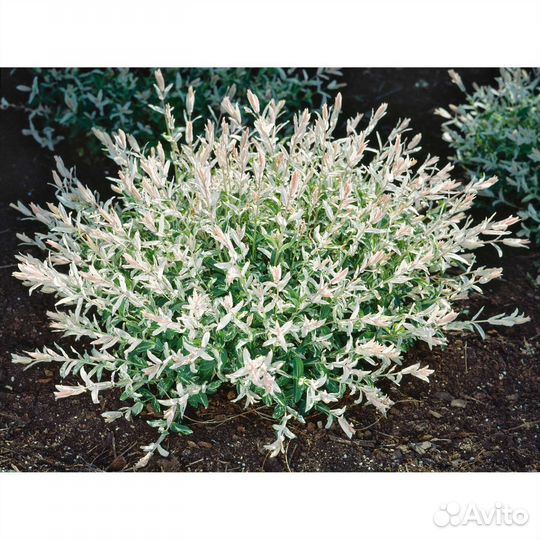 Ива хакуро нишики