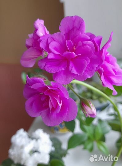 Фиалки, герани