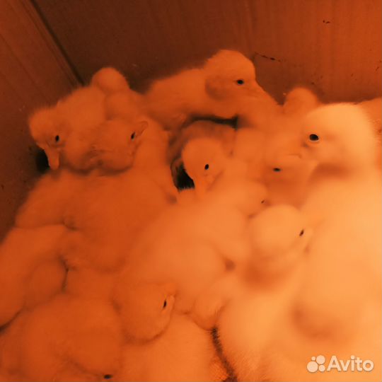 Гусята Линда-Холмогор