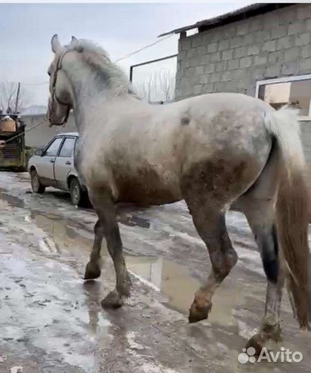 Орловский жеребец