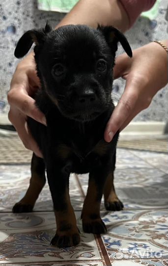 Маленькая собака