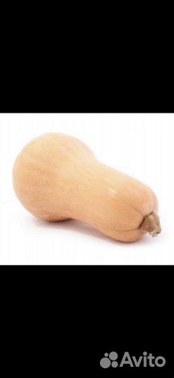 Семена тыквы- грушевидная