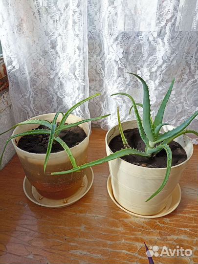 Алоэ лечебный