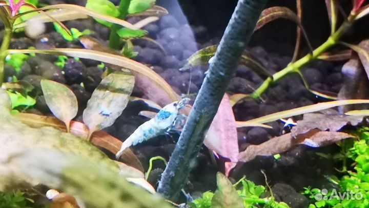 Креветки Taiwan Bee разные. pH метр электронный