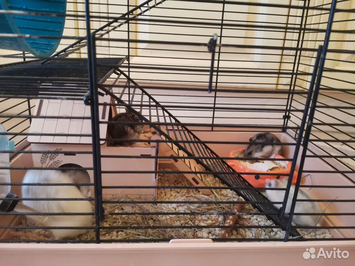 Хомяки джунгарики малыши и подросшие