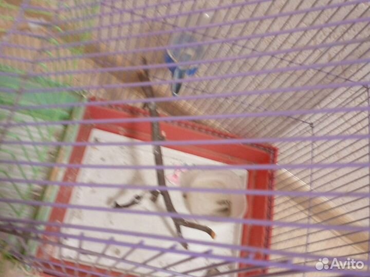 Клетка для среднего попугая