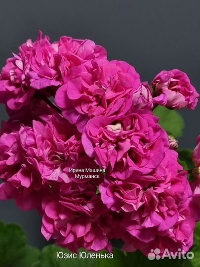 Пеларгония, набор 5 шт