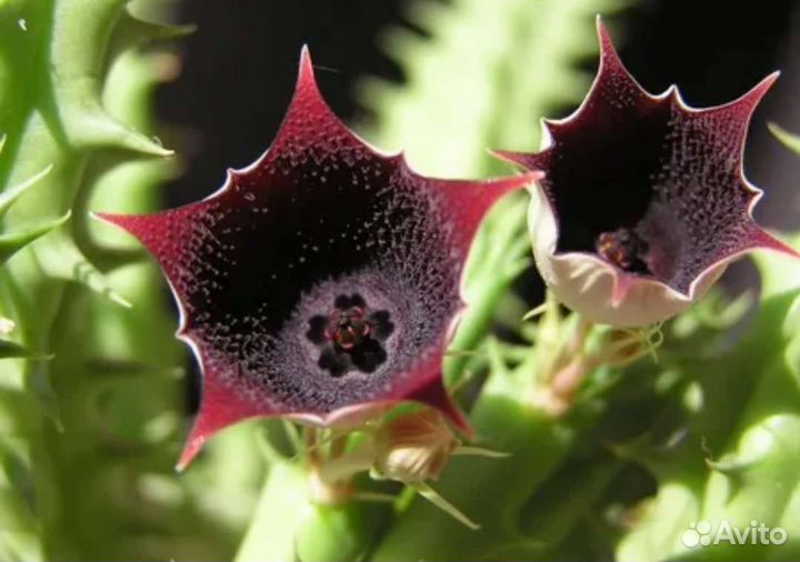 Суккуленты