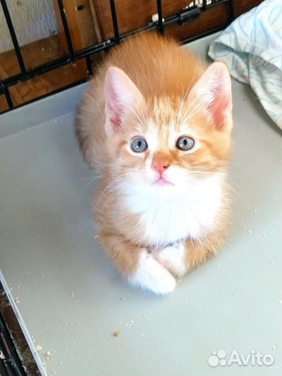 Котенок мальчик 1,5 мес