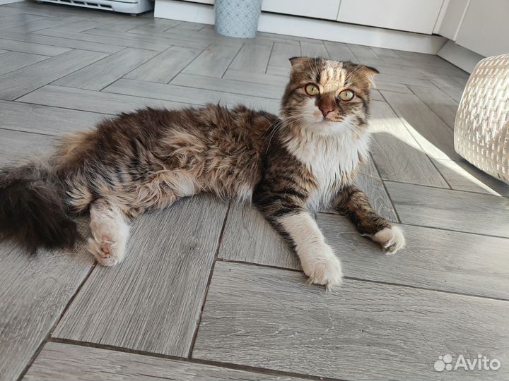 Вислоухий кот