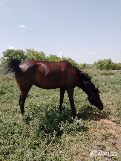 Продажа лошадей