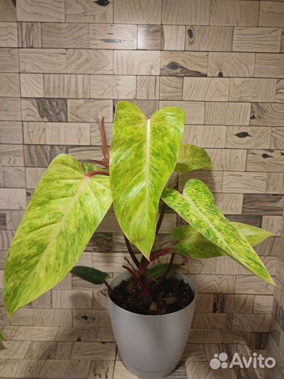 Филодендрон медуза