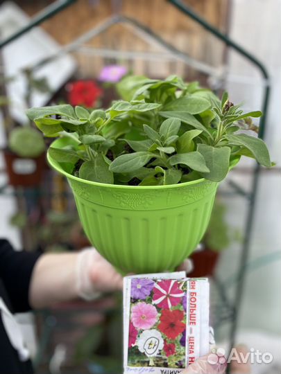 Рассада цветов и овощей