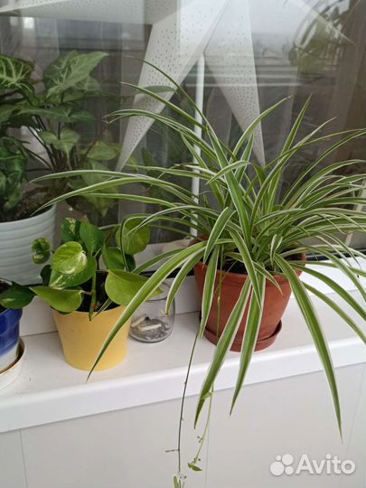 Хлорофитум комнатное растение