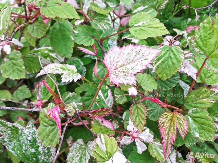 Малина вариегатная