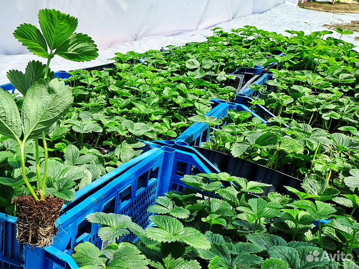 Рассада клубники. Оптом от 128 шт