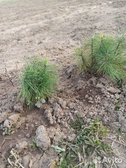 Кедр сибирский