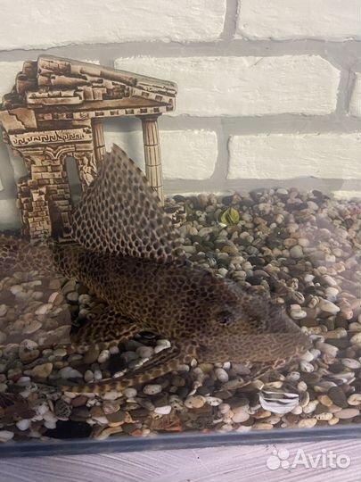 Аквариум с рыбками бу