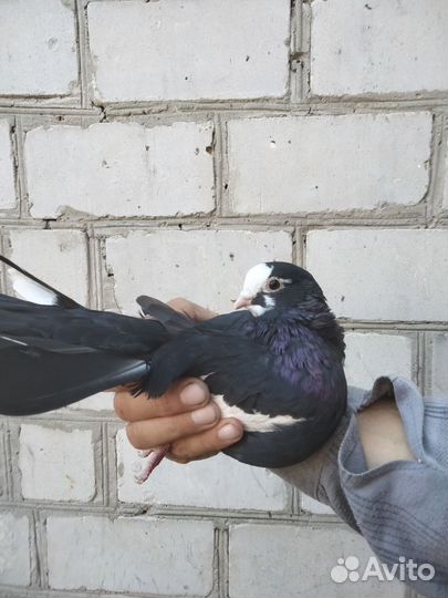 Продаются голуби