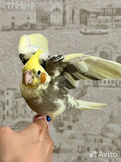 Попугай Корелла выкормыш