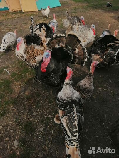 Индюки, утята